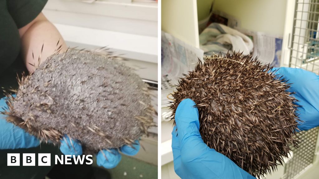 'Bald' hedgehog returns to wild after re-growing spines