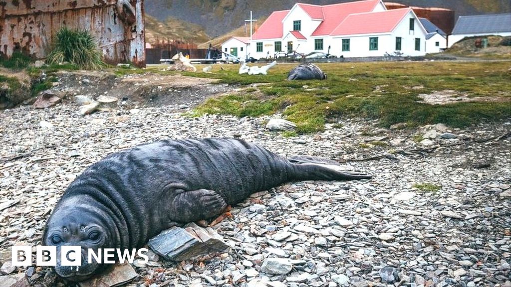 South Georgia: The museum at the end of the world reopens for business
