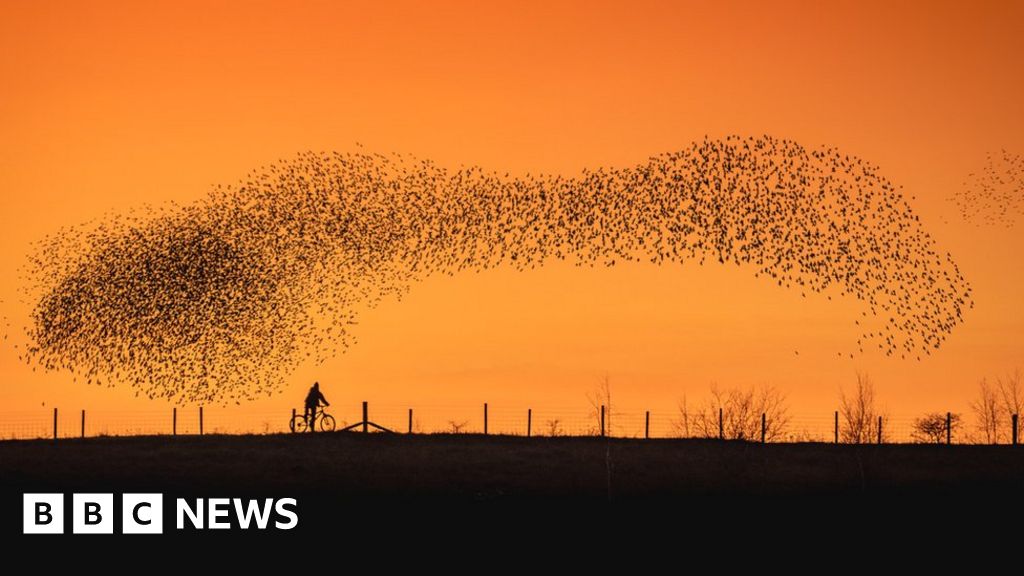 Scientists study secrets of starling murmurations