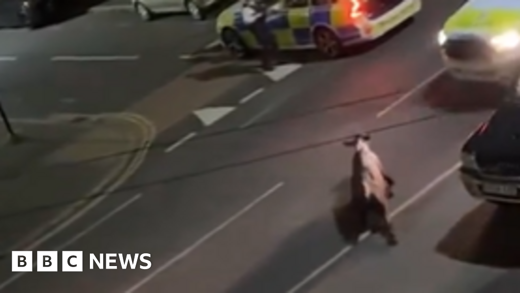 Calls for investigation after police car strikes loose cow