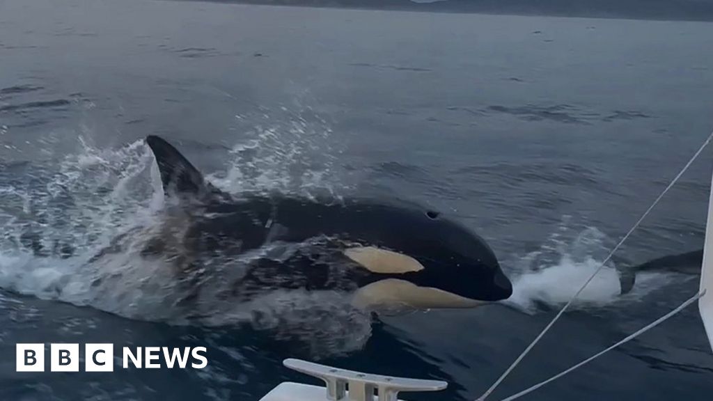 Atlantic orcas 'learning from adults' to target boats