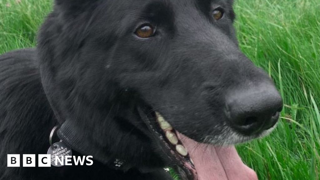 Bristol police dog put down after being injured chasing burglars