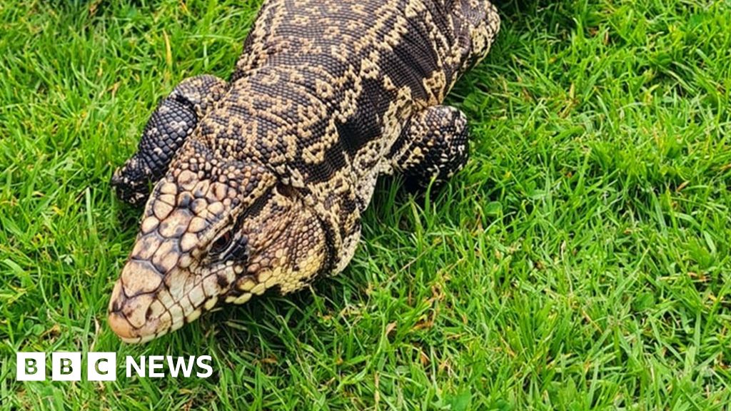 Echo the lizard search hampered by hoax sightings owners