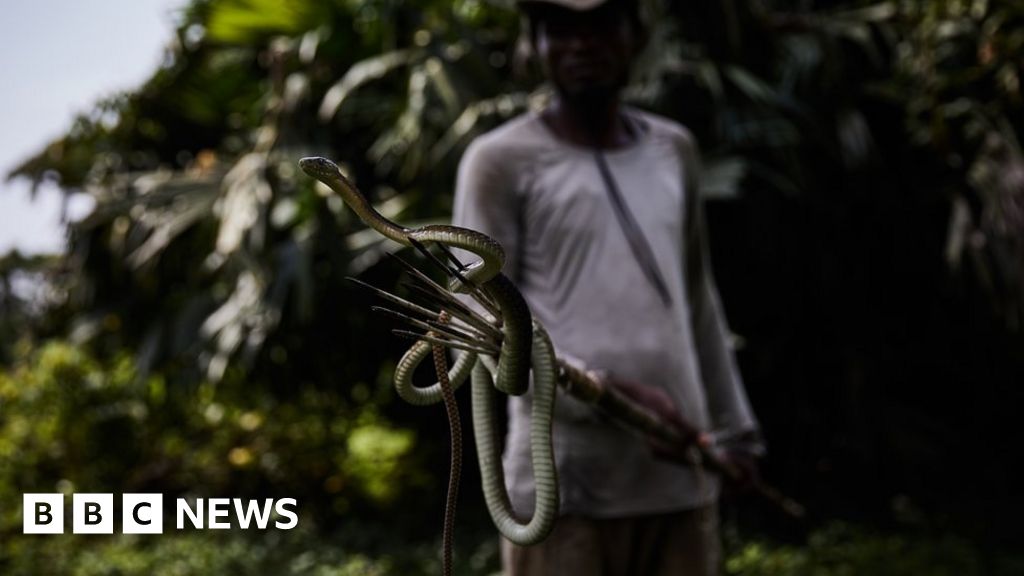 Face to face with DR Congo's deadly vipers BBC News