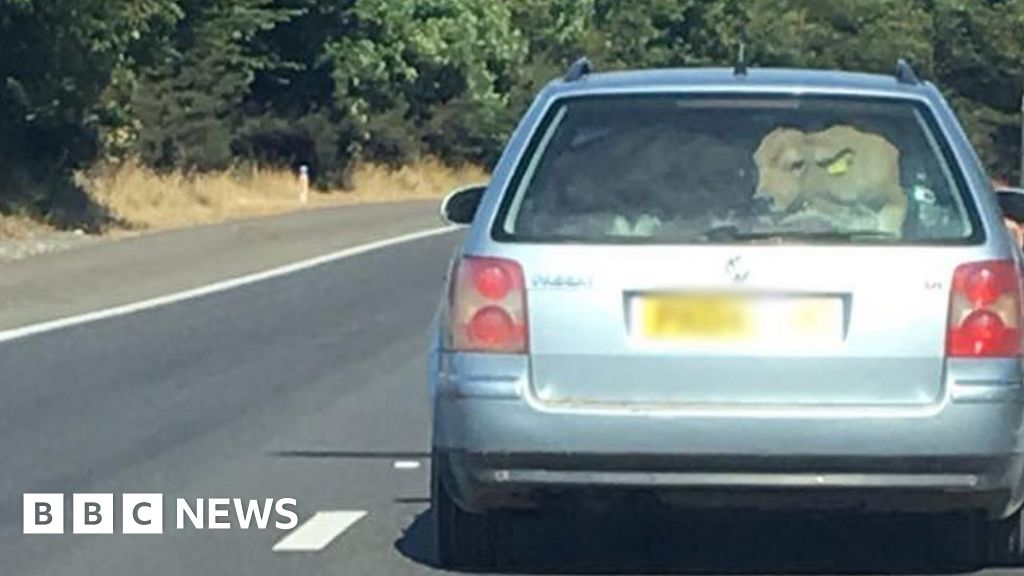 Police investigate after cow seen in back of a car on M4 near Briton Ferry