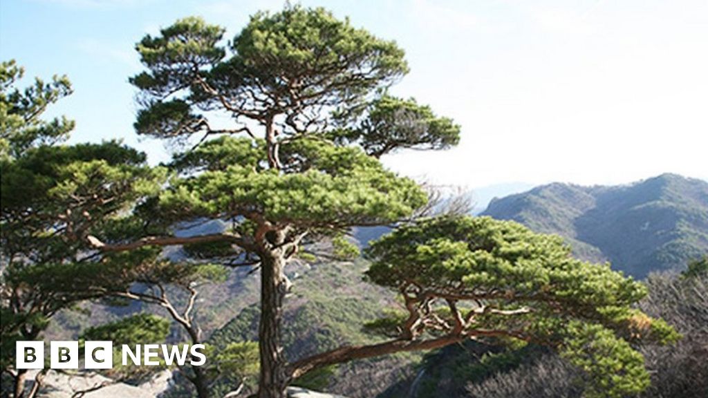 South Korea New names chosen for native plants BBC News