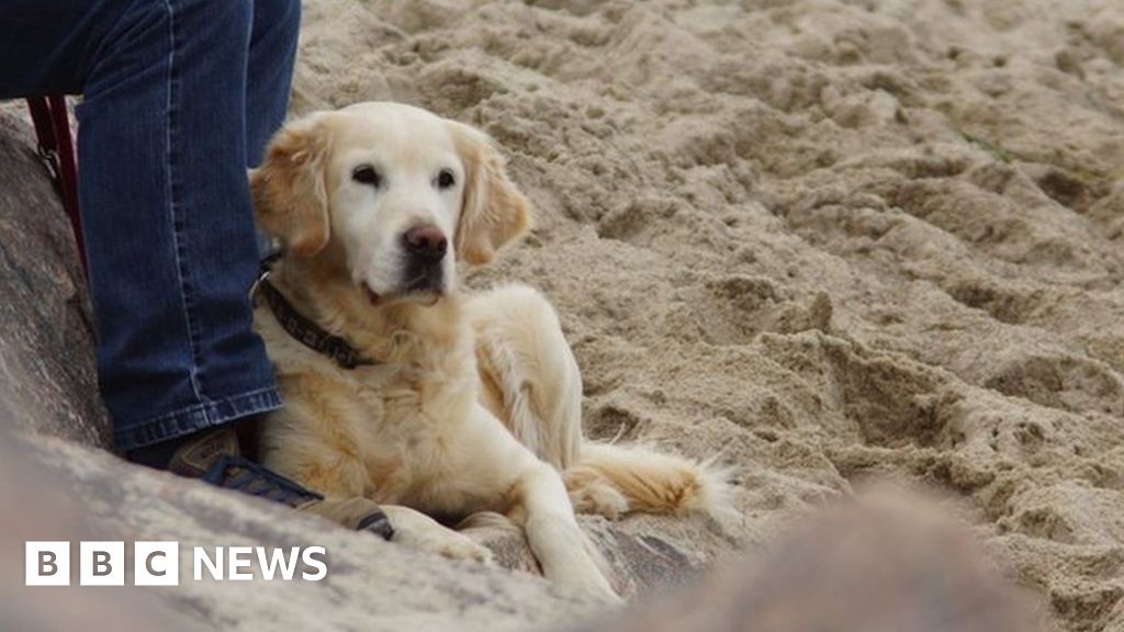 康沃爾郡海灘對狗的更多限制來了