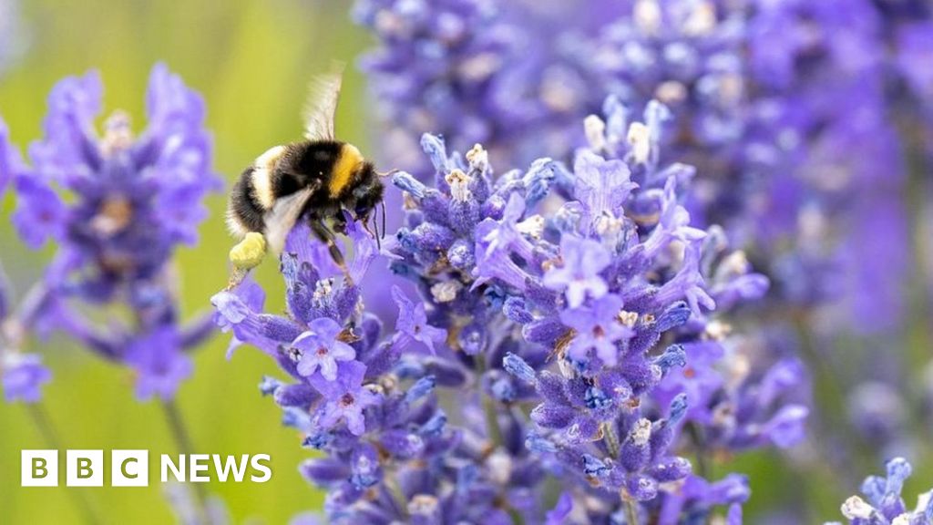 النحل الطنان يفاجئ العلماء بالتعلم الاجتماعي “المتطور”