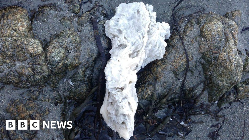 Dog walkers warned of palm oil along coastline BBC News