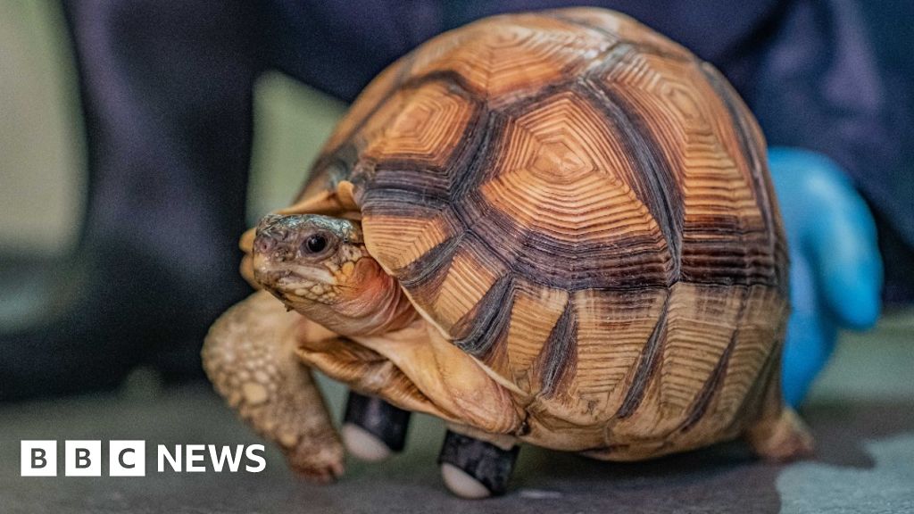 Three-legged ploughshare tortoise finds new life on rollers