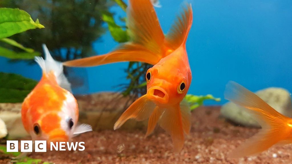 Oxford University Goldfish do have good memories, scientists find