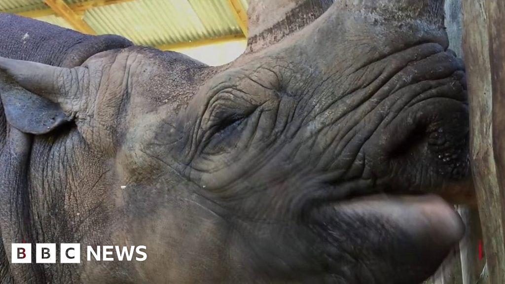 'World's oldest rhino' dies aged 57