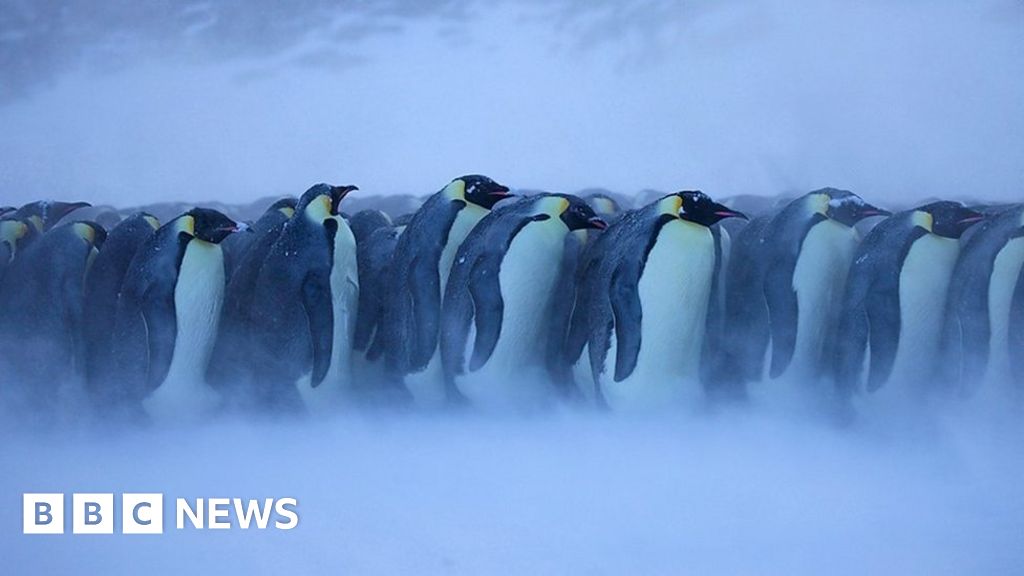 Climate change Emperor penguin faces an uncertain future BBC News