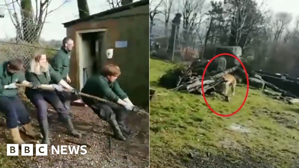 Dartmoor Zoo's lion and tiger tugsofwar criticised BBC News