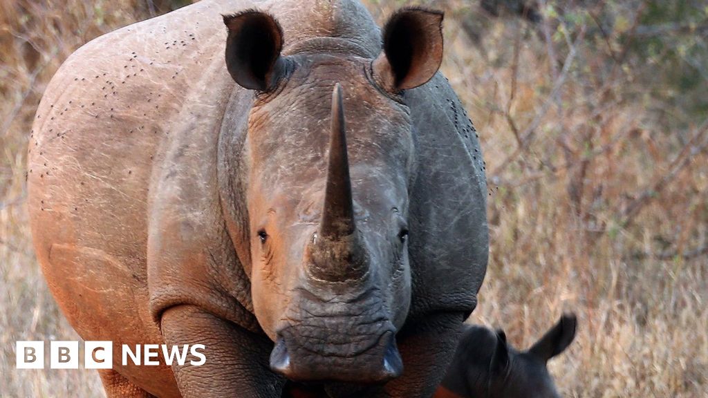 How do you get a rhino to fly? - BBC News