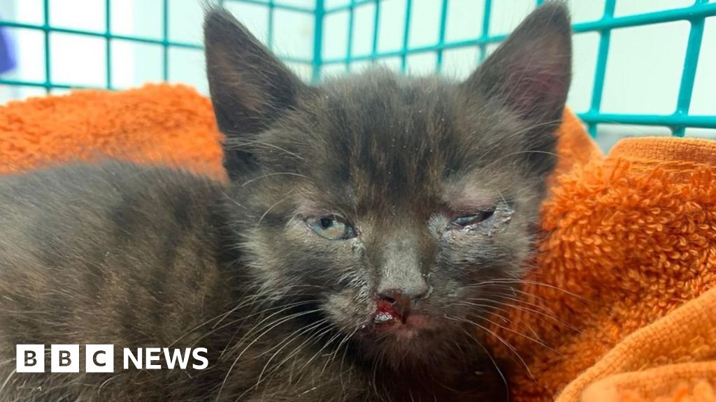 Kitten thrown from car on A46 in Nottinghamshire BBC News