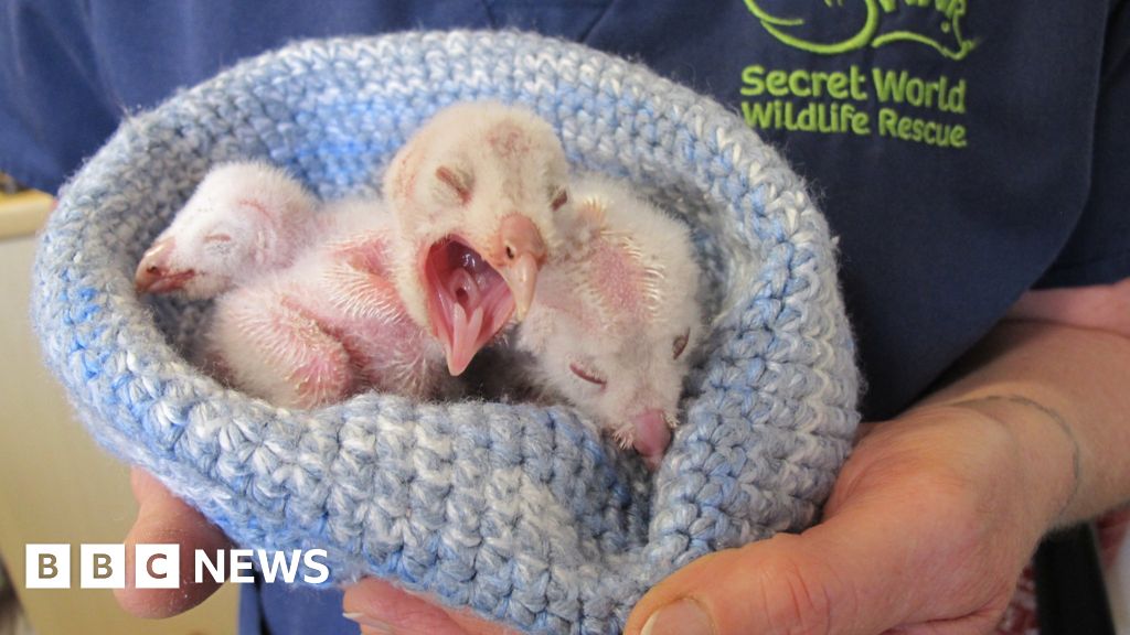  cold and featherless barn owl chicks rescued from lorry of hay bbc news