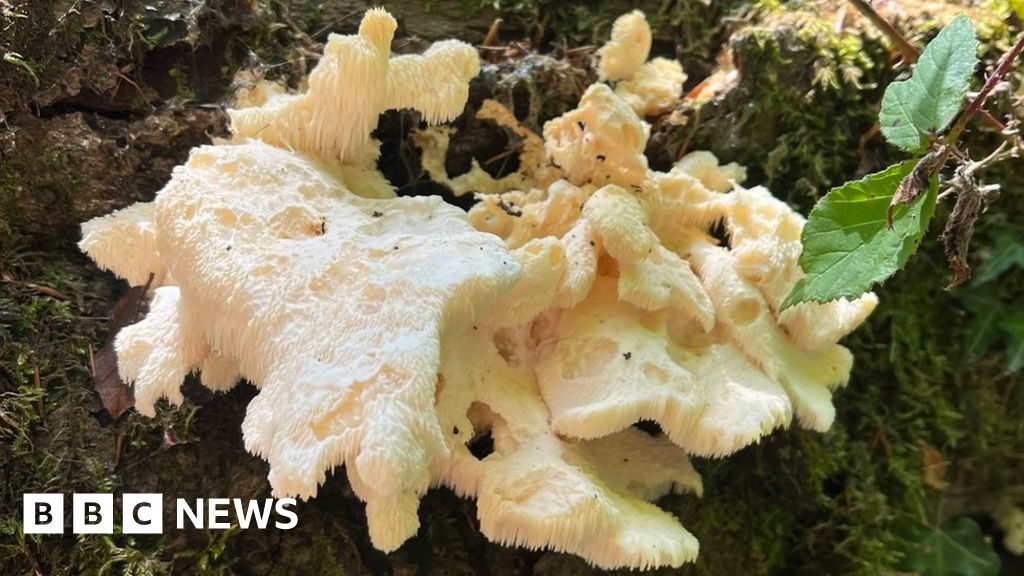Monmouth: Mushroom found so rare you can’t know where it is