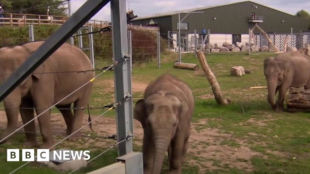 Blackpool Zoo elephant pair arrive at new home BBC News