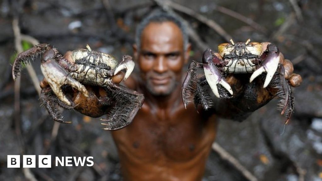 Fishing for crabs in Brazil's mangrove forests - BBC News