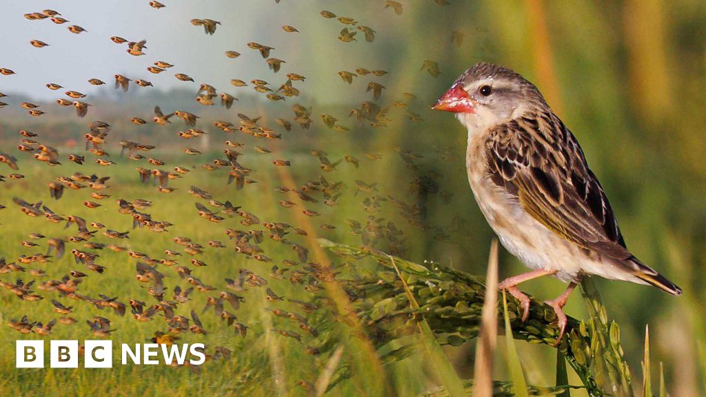 Kenya quelea birds How farmers a trying to protect their rice crop