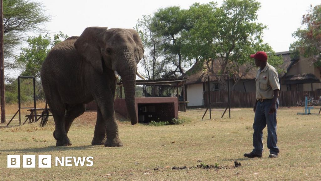 Studying elephant seismic signals - BBC News