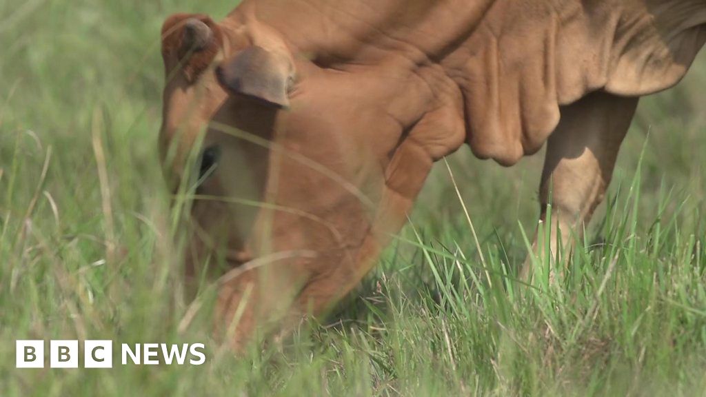 How livestock are being bred in Uganda