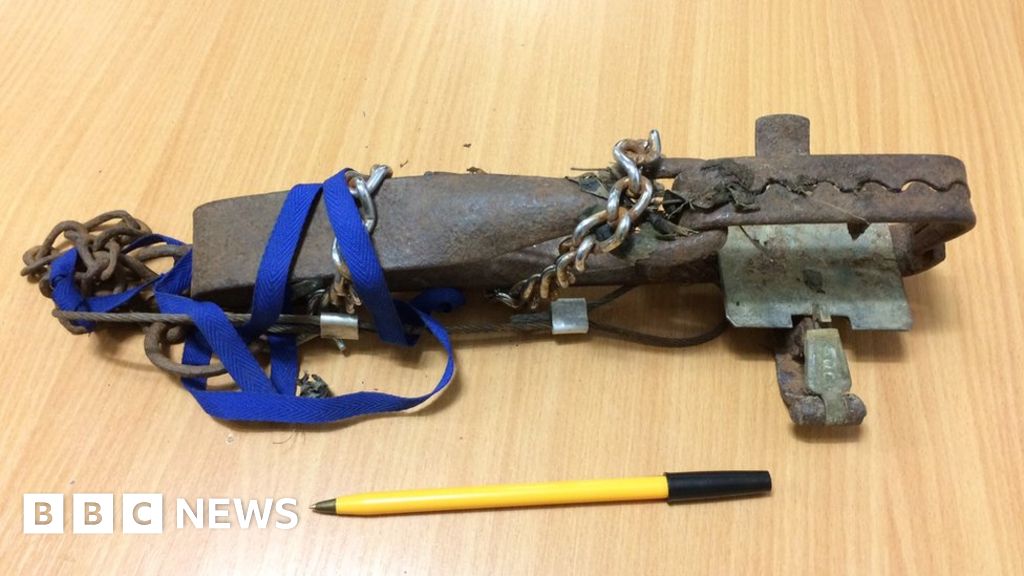 Illegal animal trap found near Nairn BBC News