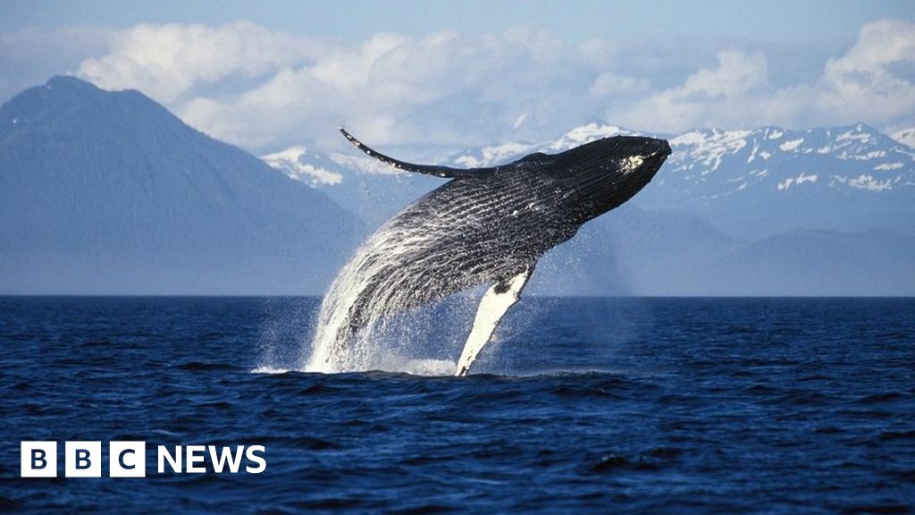 Why whales in Alaska have been so happy