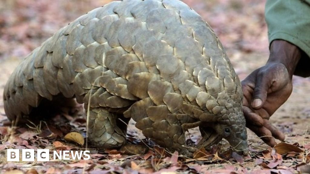 Thailand displays biggest ever haul of pangolin scales - BBC News