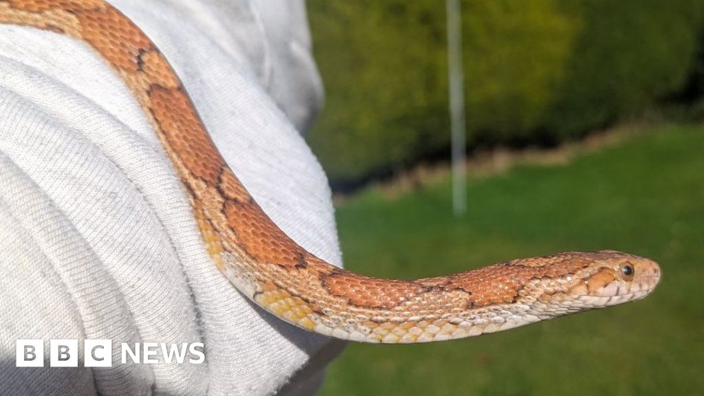 Snake missing for a year dropped by crow into garden - BBC News