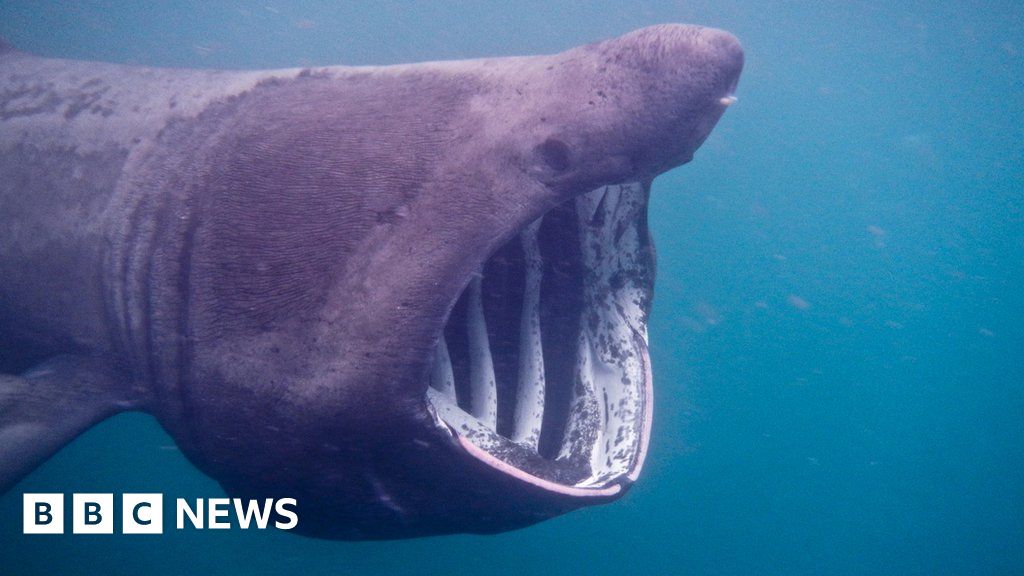 Basking sharks 'hang out' in family groups - BBC News
