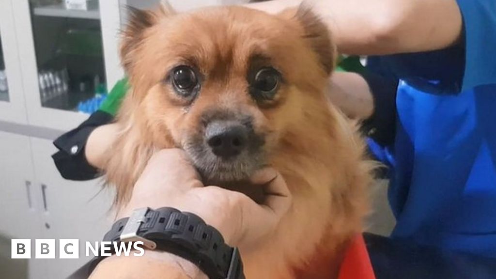 The Group Rescuing Pets Orphaned By Covid In Indonesia - BBC News