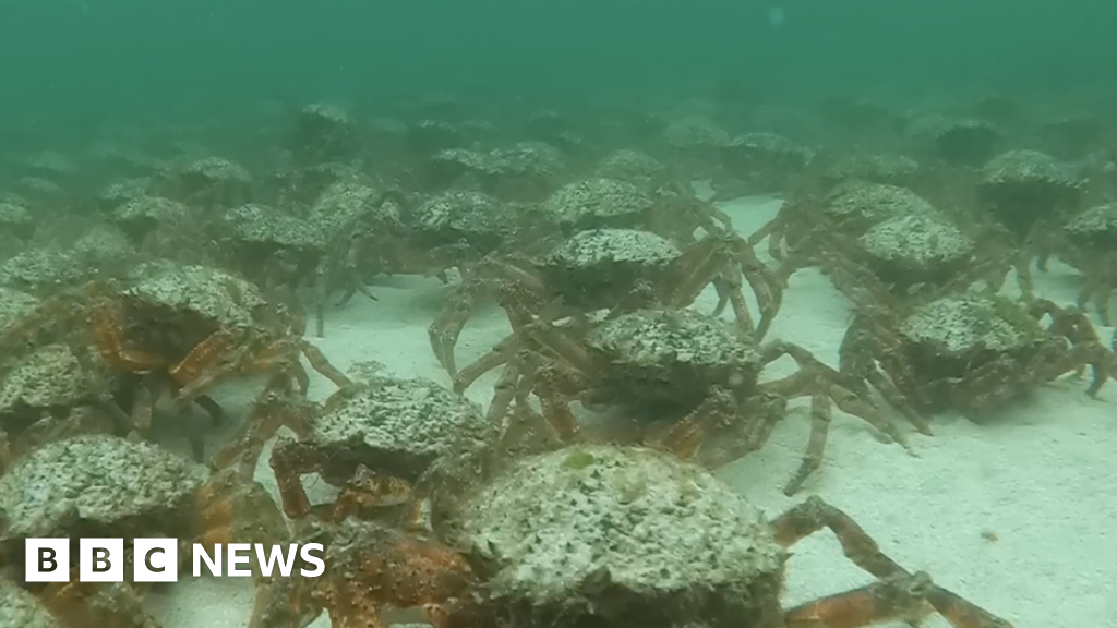 Army of crabs in Cornwall delights photographers and swimmers