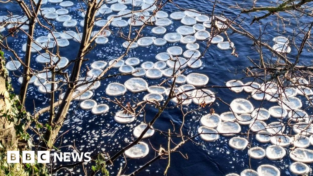 Rare ice pancakes form on River Wharfe in Yorkshire BBC News