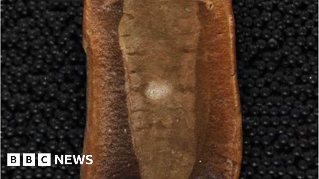 Fishy origin of bizarre fossil 'monster' BBC News