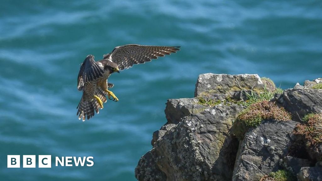 Manx wildlife to be showcased in photographic competition