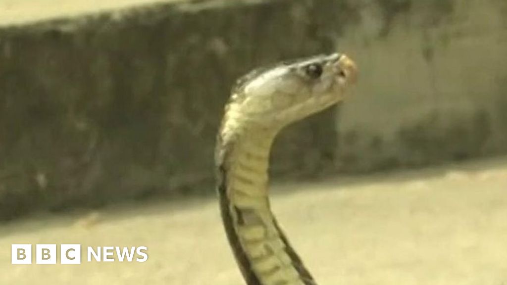 Thai Survival Training Drinking Cobra Blood In The Jungle Bbc News