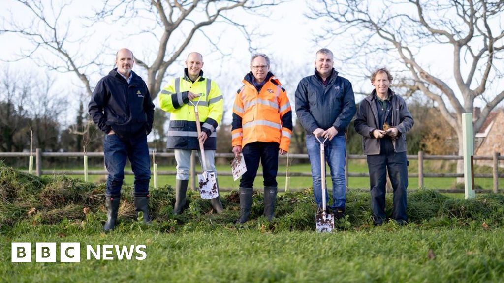 Jersey utility companies to support work on new hedgerows BBC News