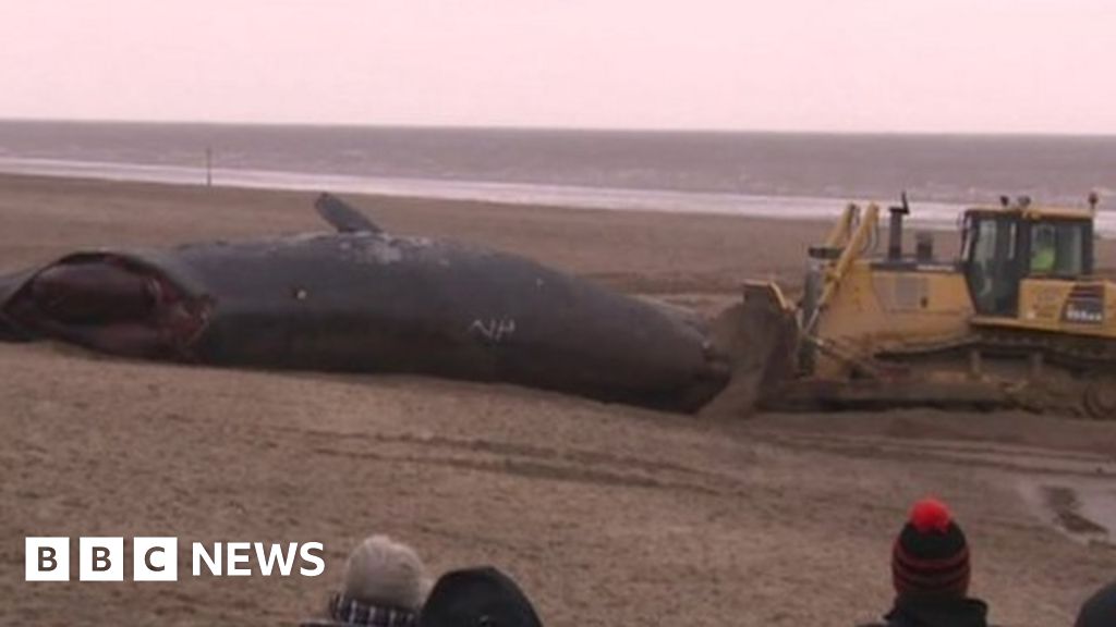 Dead Whales To Be Bulldozed From Skegness Beach Bbc News