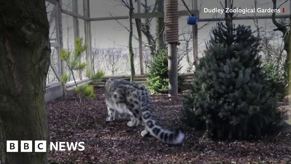 Snow leopards shown in enclosure at Dudley Zoo BBC News