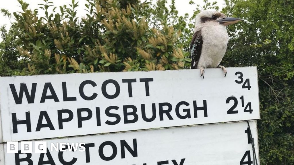 Coronavirus: 'Boring' kookaburra bird in the daily lockdown to the foot