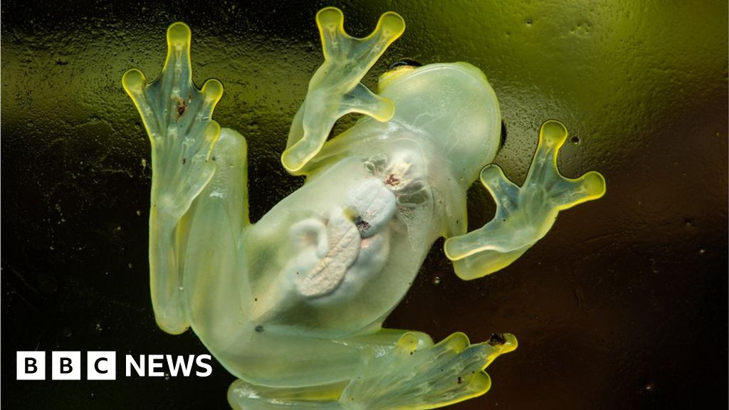 Scientists find secret to how glass frogs turn transparent – BBC