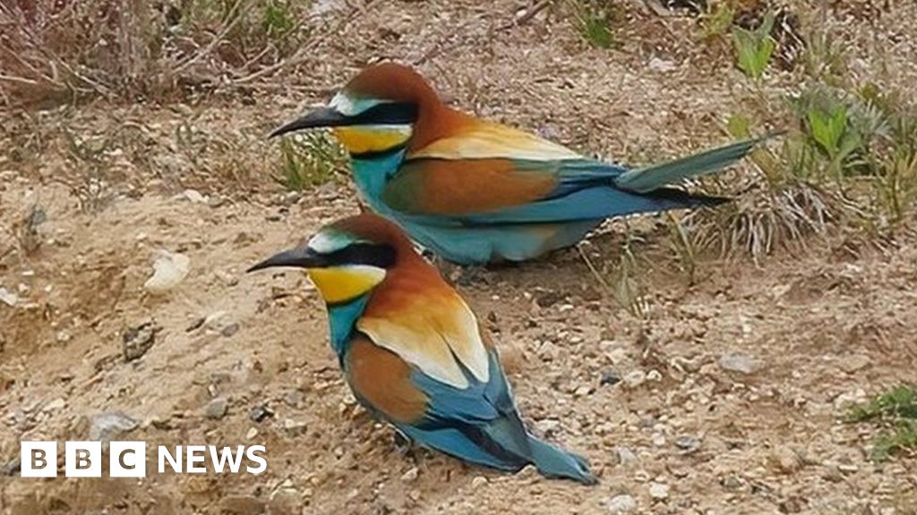 Bee-eaters in Norfolk ‘worrying sign of climate change’