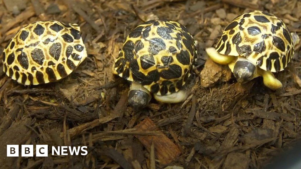 90-year-old tortoise becomes father of three