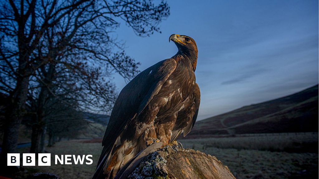 South Of Scotland Golden Eagle Scheme Hits Fantastic