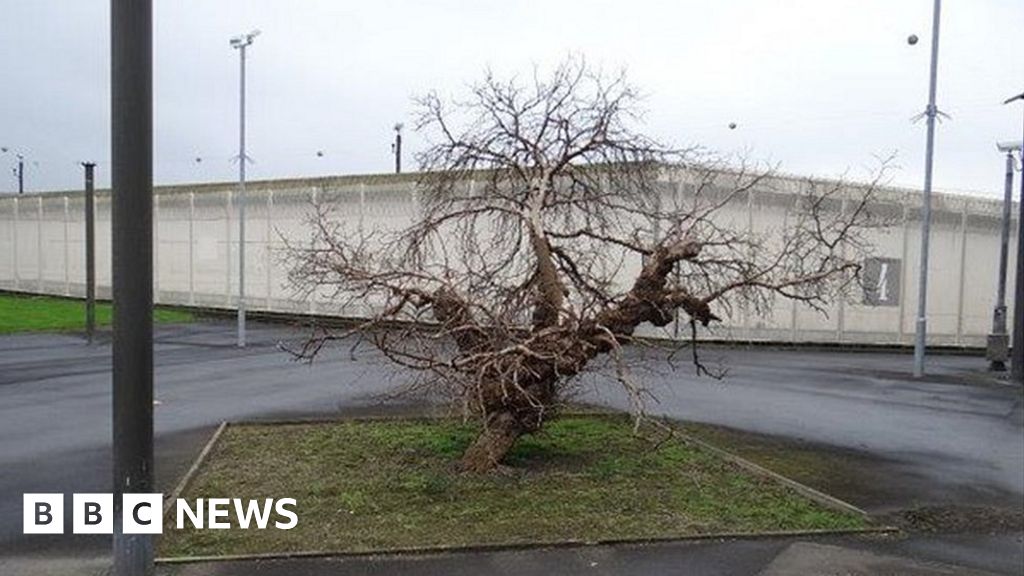 Wakefield Prison S Mulberry Bush Tree Cut Down BBC News    106827396 Mediaitem106823252 