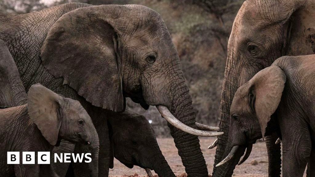 Climate change killing elephants, says Kenya