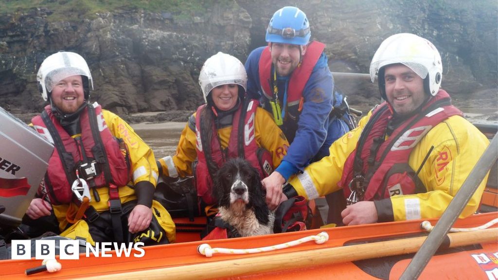 Lifeboat crew rescue dog from cliff near Little Haven BBC News