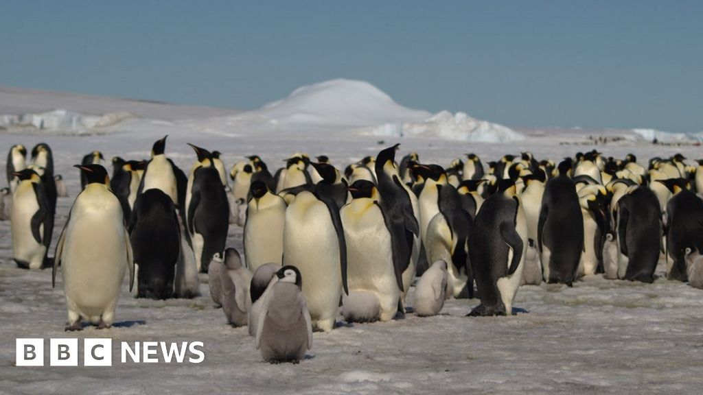 Stirling pupils' penguin project pays off after new colony discovered